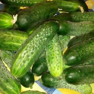 What are they good for and how to properly grow red mullet cucumbers for delicious preparations for the winter