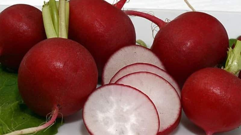 Early ripening and very popular among summer residents, Sora radish
