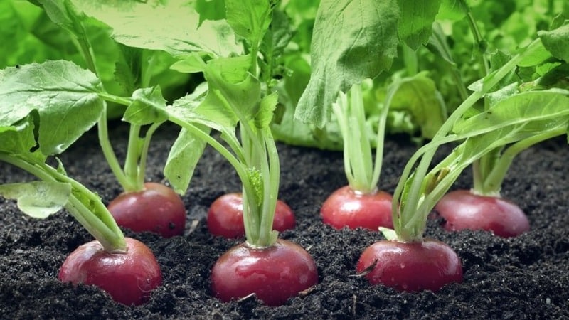 Early ripening and very popular among summer residents, Sora radish