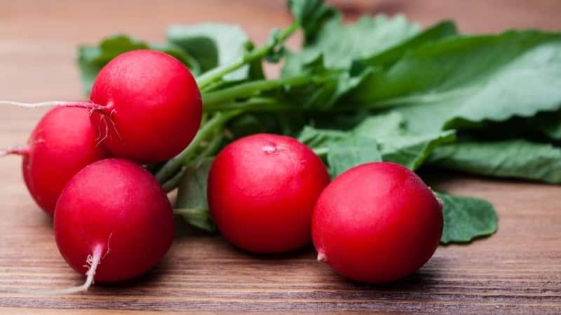 Early ripening and very popular among summer residents, Sora radish