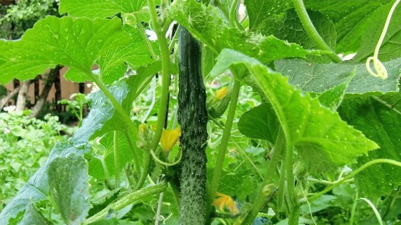 How should you care for Chinese miracle cucumbers to get an excellent harvest?