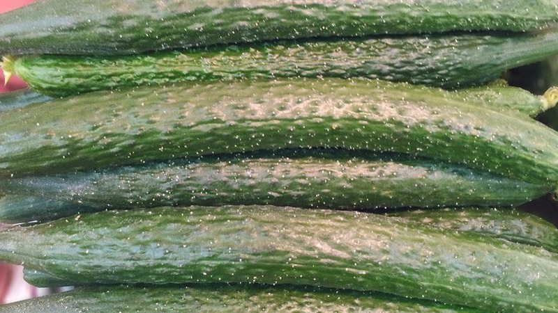 How should you care for Chinese miracle cucumbers to get an excellent harvest?