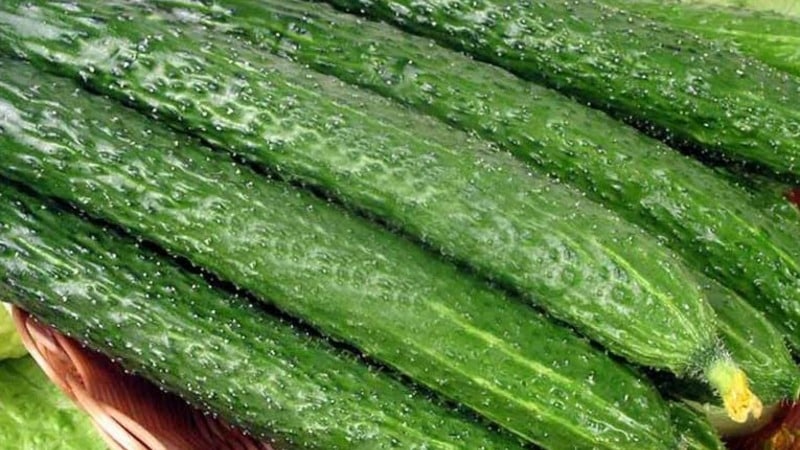 How should you care for Chinese miracle cucumbers to get an excellent harvest?