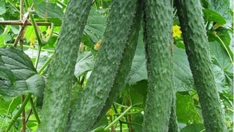 How should you care for Chinese miracle cucumbers to get an excellent harvest?