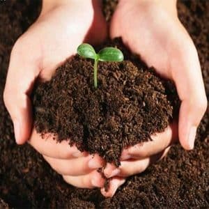 How, when and what to feed a pumpkin during flowering and fruiting: advice from gardeners and common mistakes