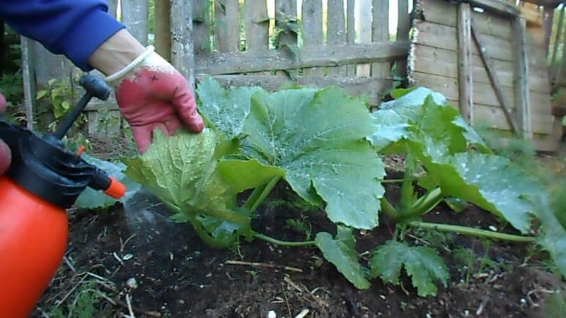 How, when and what to feed a pumpkin during flowering and fruiting: advice from gardeners and common mistakes