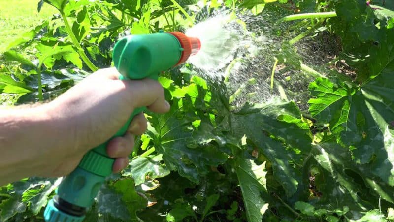 How, when and what to feed a pumpkin during flowering and fruiting: advice from gardeners and common mistakes