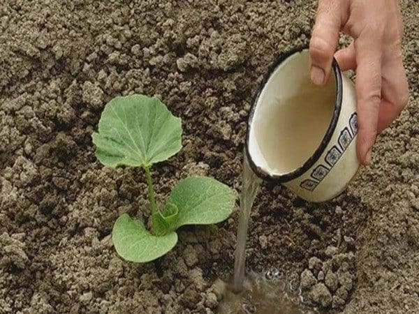 How, when and what to feed a pumpkin during flowering and fruiting: advice from gardeners and common mistakes