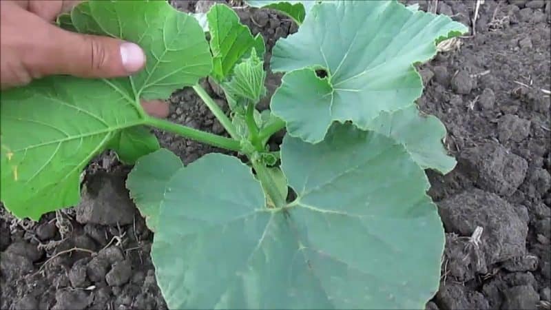 How, when and what to feed a pumpkin during flowering and fruiting: advice from gardeners and common mistakes