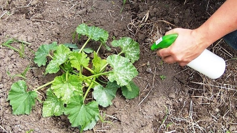 How, when and what to feed a pumpkin during flowering and fruiting: advice from gardeners and common mistakes