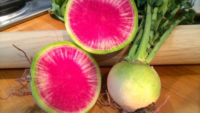 Unusual-looking and pleasant-tasting watermelon radish: why it’s good and how to grow it