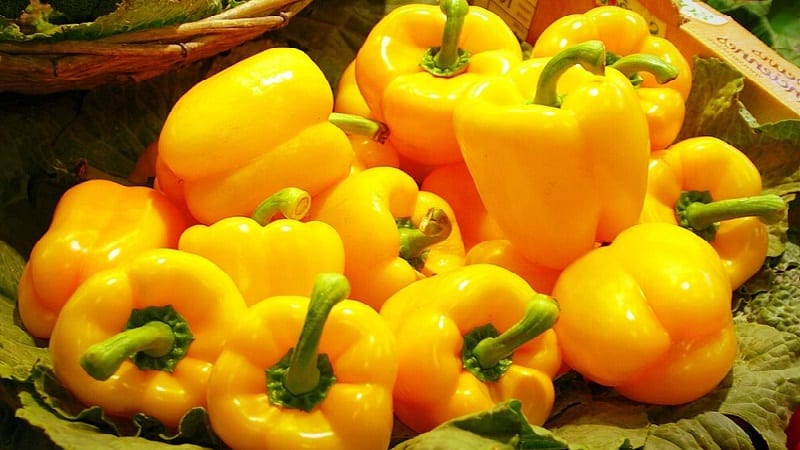 A selection of the best varieties of sweet peppers with descriptions