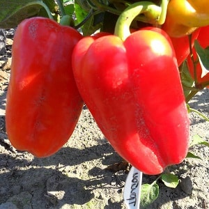 A selection of the best varieties of sweet peppers with descriptions