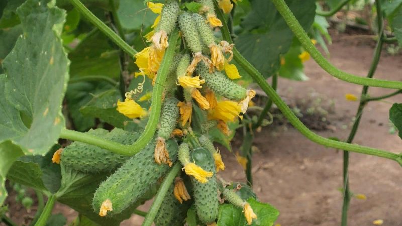 Domestic hybrid of Garland cucumbers, which will delight you with a rich harvest