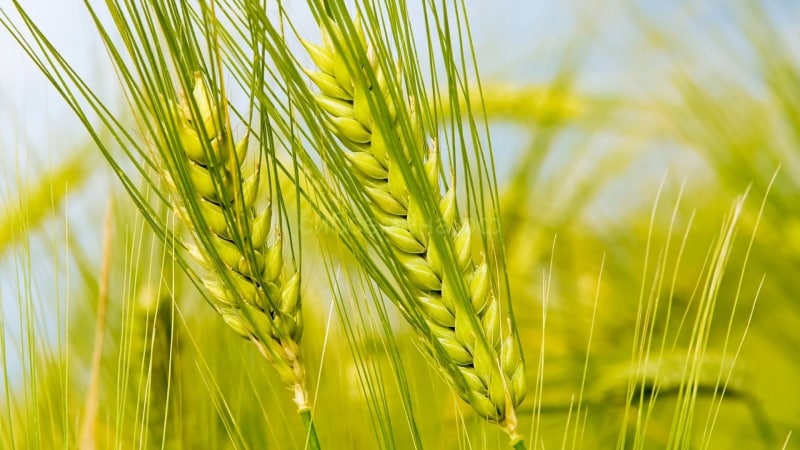 Is gluten really that bad and is it found in rye?