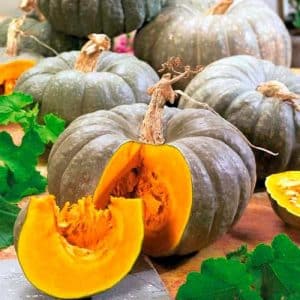 A healthy and tasty variety from Kuban breeders - Medicinal pumpkin: review of the variety and instructions for growing