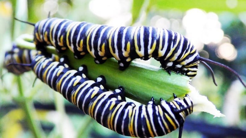 How to get rid of caterpillars on dill: the most effective pest control methods
