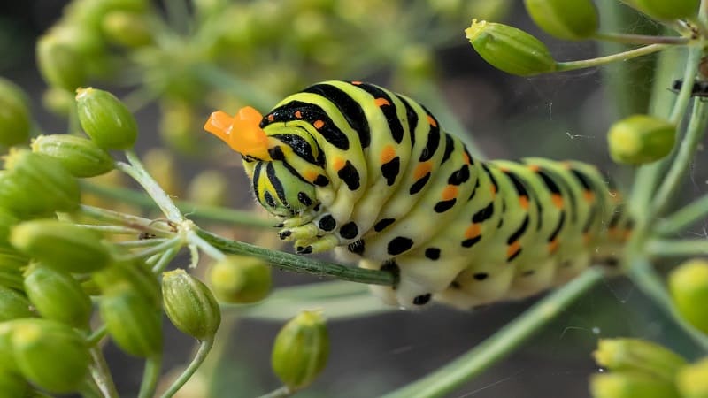 How to get rid of caterpillars on dill: the most effective pest control methods