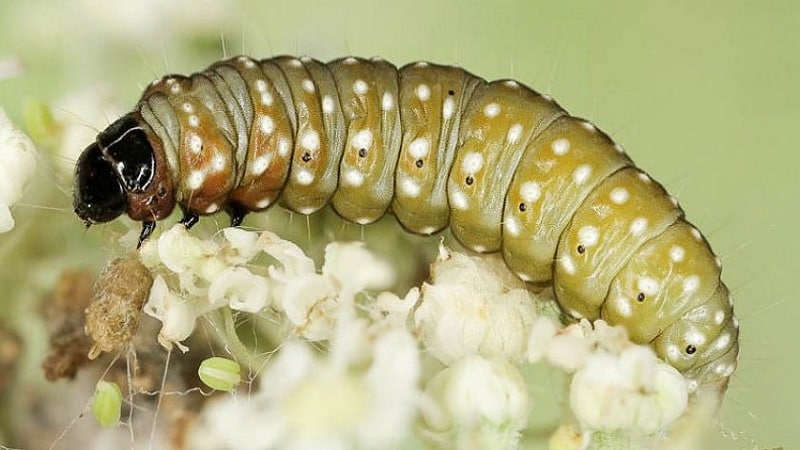 Diseases and pests on cauliflower and methods of combating them