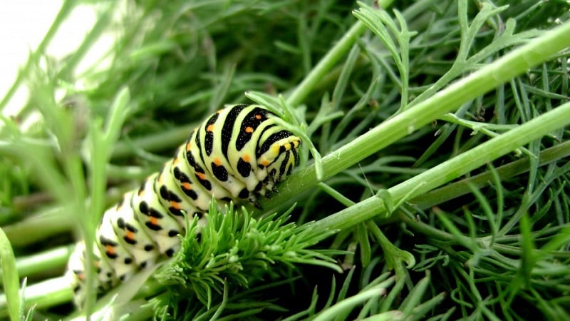 How to get rid of caterpillars on dill: the most effective pest control methods