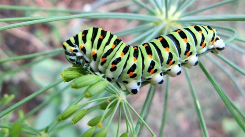 How to get rid of caterpillars on dill: the most effective pest control methods