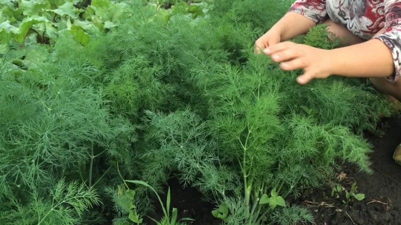 How to get rid of caterpillars on dill: the most effective pest control methods