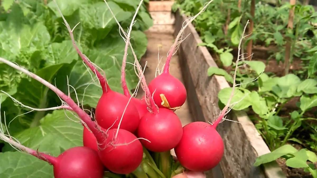 What is good about the Cherriet radish hybrid and why is it worth growing?