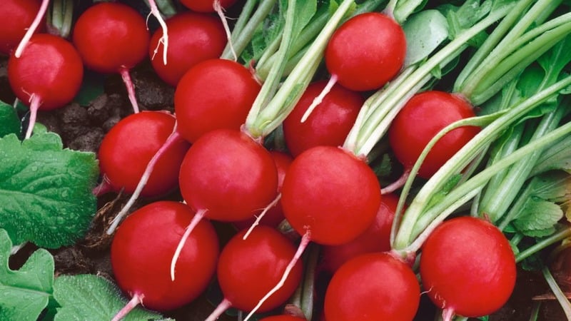 What is good about the Cherriet radish hybrid and why is it worth growing?