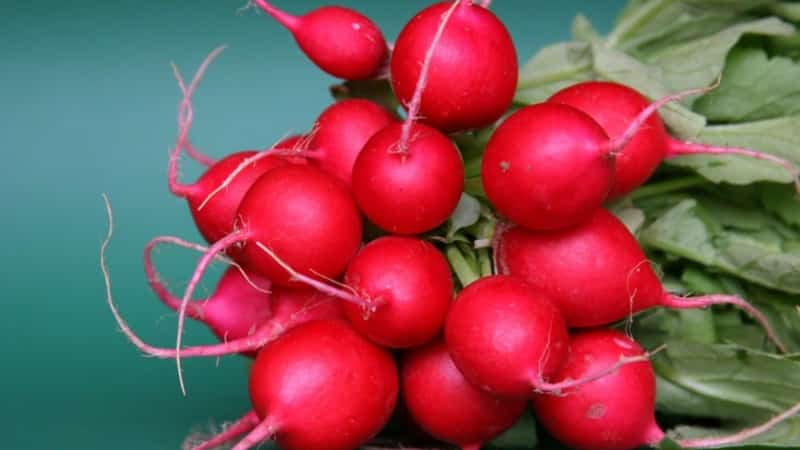 What is good about the Cherriet radish hybrid and why is it worth growing?