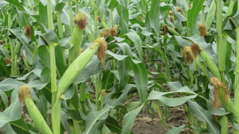 What is feed corn, how to distinguish it from food corn and where to use it