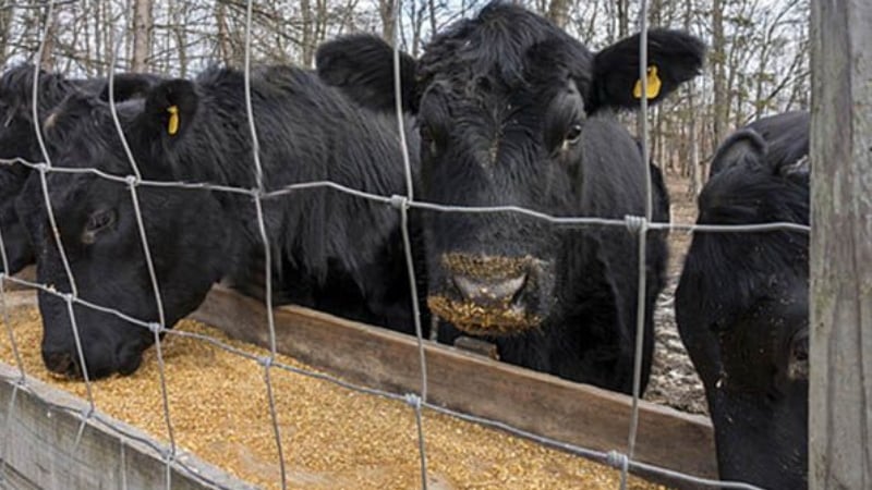 How to distinguish feed corn from food corn and the scope of application of both types