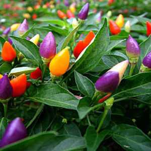 A selection of the best varieties of hot peppers and tips for choosing them