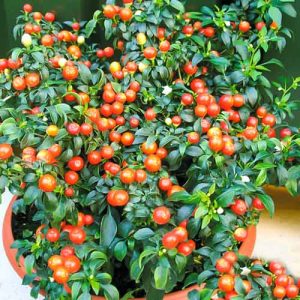 A selection of the best varieties of hot peppers and tips for choosing them