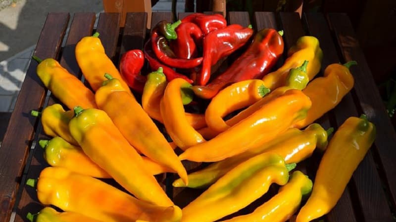 A selection of the best varieties of hot peppers and tips for choosing them
