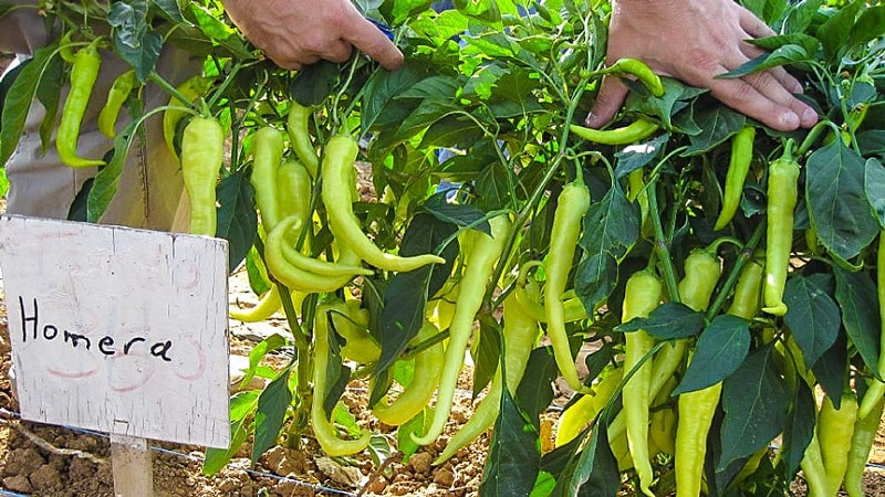 A selection of the best varieties of hot peppers and tips for choosing them