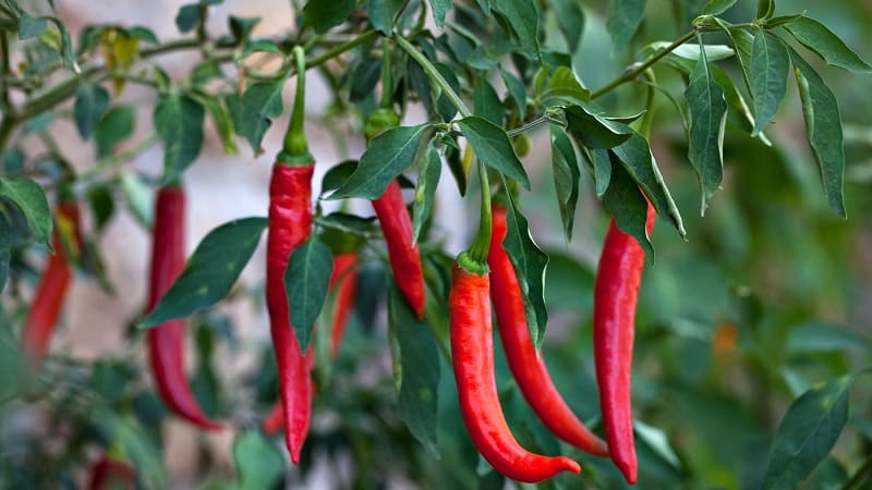 A selection of the best varieties of hot peppers and tips for choosing them