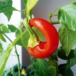 A selection of the best varieties of hot peppers and tips for choosing them