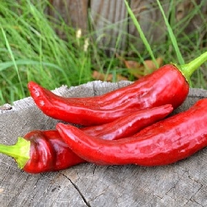 A selection of the best varieties of hot peppers and tips for choosing them