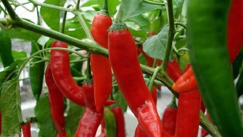 A selection of the best varieties of hot peppers and tips for choosing them
