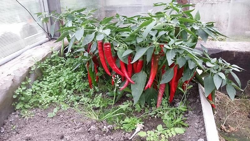 A selection of the best varieties of hot peppers and tips for choosing them