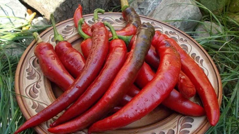 A selection of the best varieties of hot peppers and tips for choosing them
