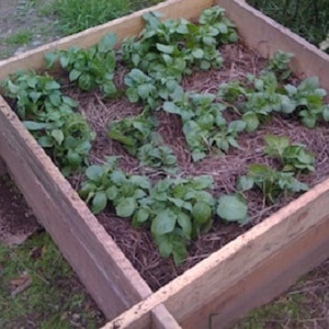 Delicious early ripening potatoes Colomba (Colombo) from Dutch breeders