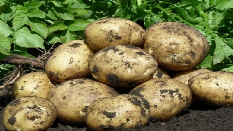Delicious early ripening potatoes Colomba (Colombo) from Dutch breeders