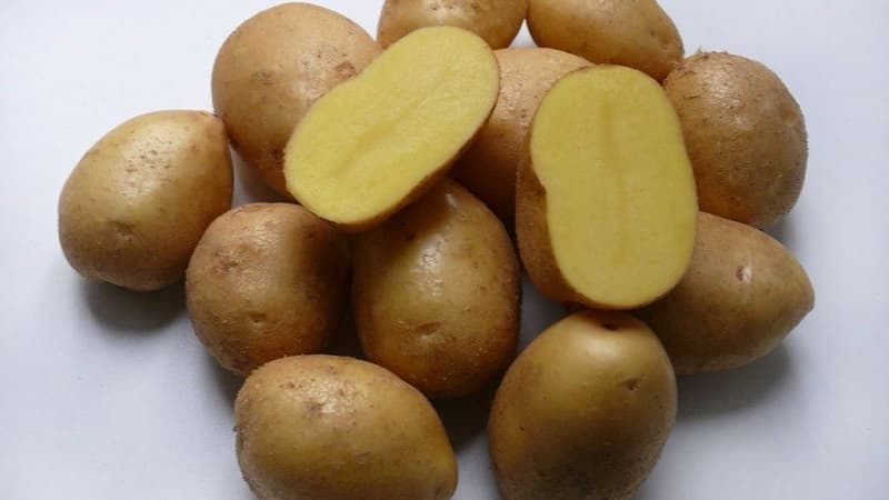 Delicious early ripening potatoes Colomba (Colombo) from Dutch breeders