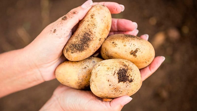 Delicious early ripening potatoes Colomba (Colombo) from Dutch breeders