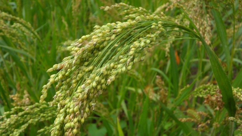 What grain is millet made from and why is it needed?