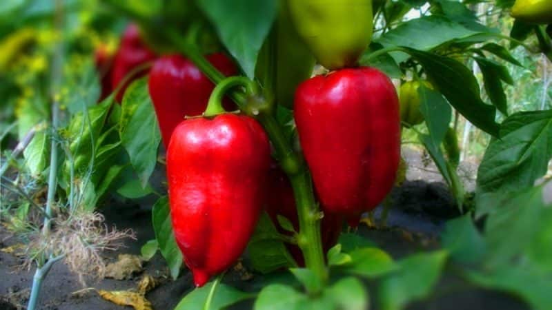 How often to water peppers in a greenhouse: a guide to proper watering for high yields