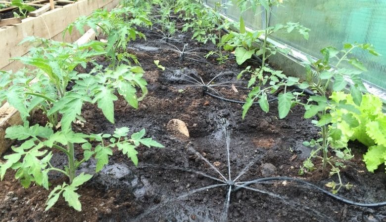 How often to water peppers in a greenhouse: a guide to proper watering for high yields