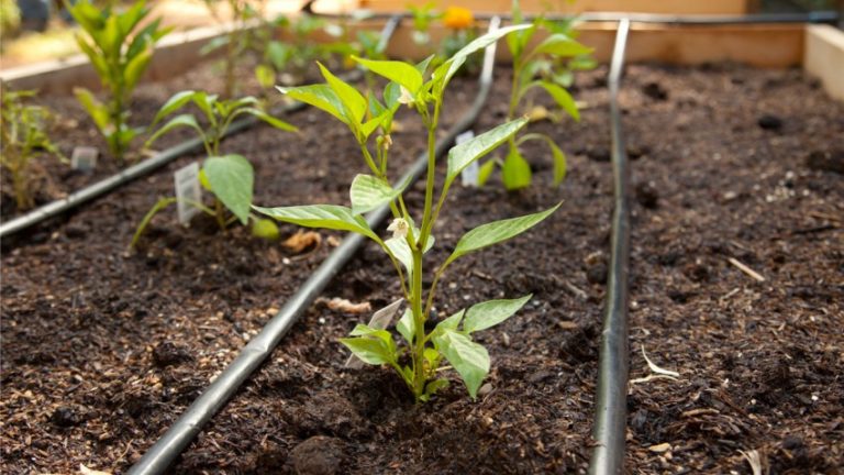 How often to water peppers in a greenhouse: a guide to proper watering for high yields