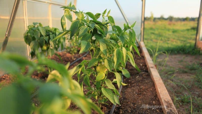 How often to water peppers in a greenhouse: a guide to proper watering for high yields